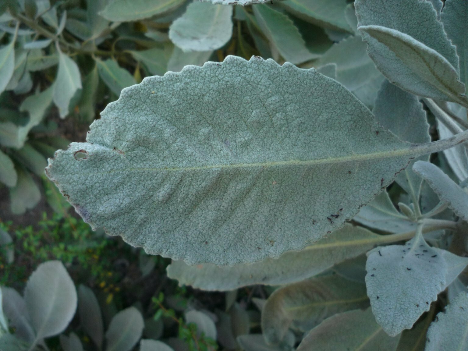 High Resolution Eriodictyon tomentosum Leaf